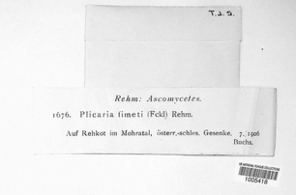 Peziza fimeti image